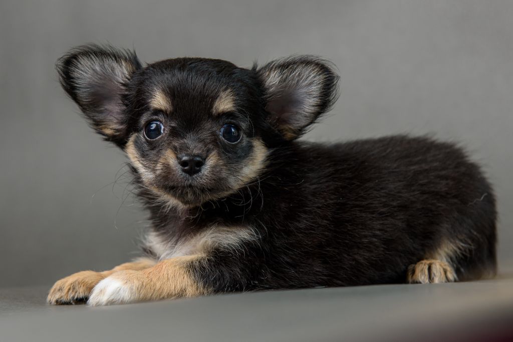 lookum - Chiot disponible  - Chihuahua