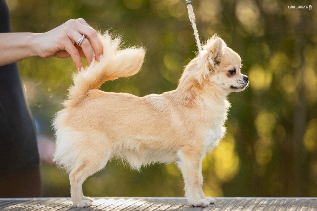 lookum Bring me to life