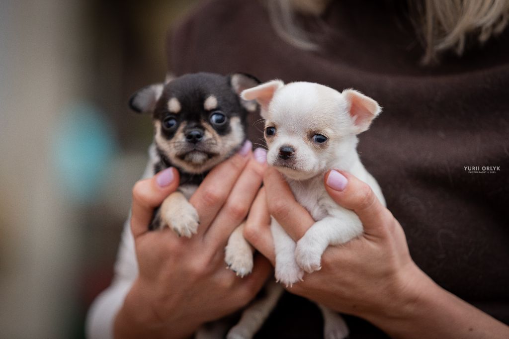 Chiot Chihuahua lookum