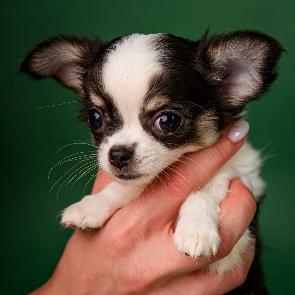 lookum - Chiots disponibles - Chihuahua