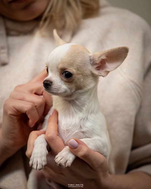 lookum - Chiots disponibles - Chihuahua