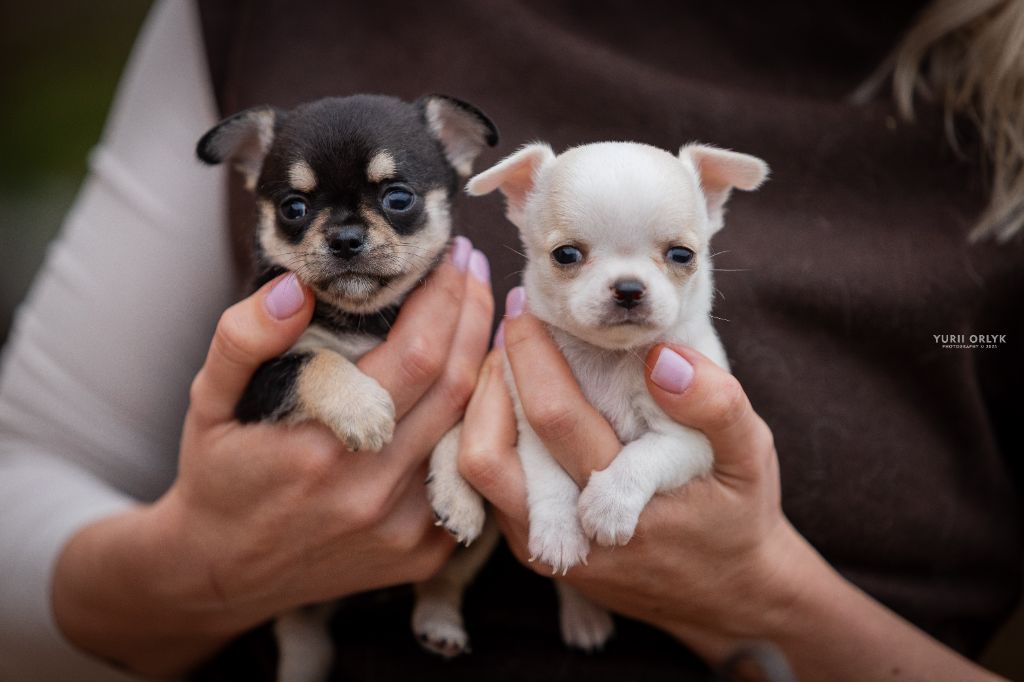lookum - Chiots disponibles - Chihuahua