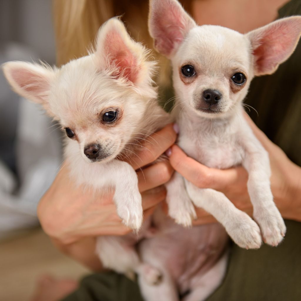 Chiot Chihuahua lookum