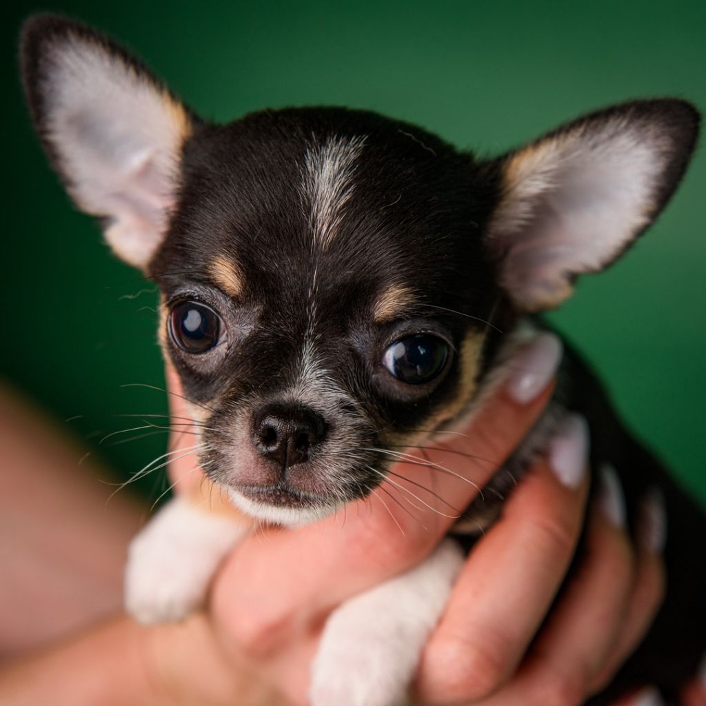 lookum - Chiots disponibles - Chihuahua