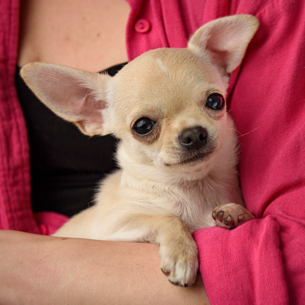 lookum - Chiots disponibles - Chihuahua