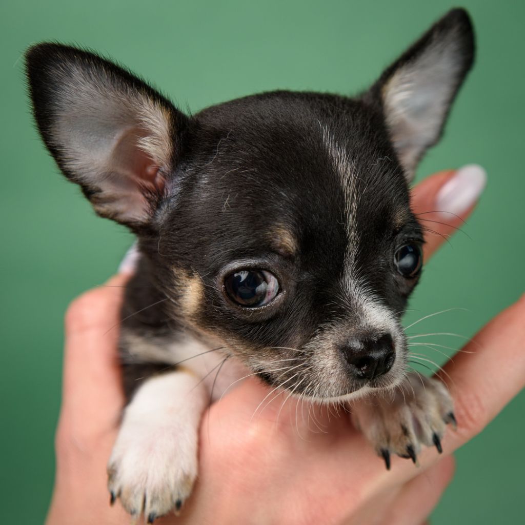 lookum - Chiots disponibles - Chihuahua