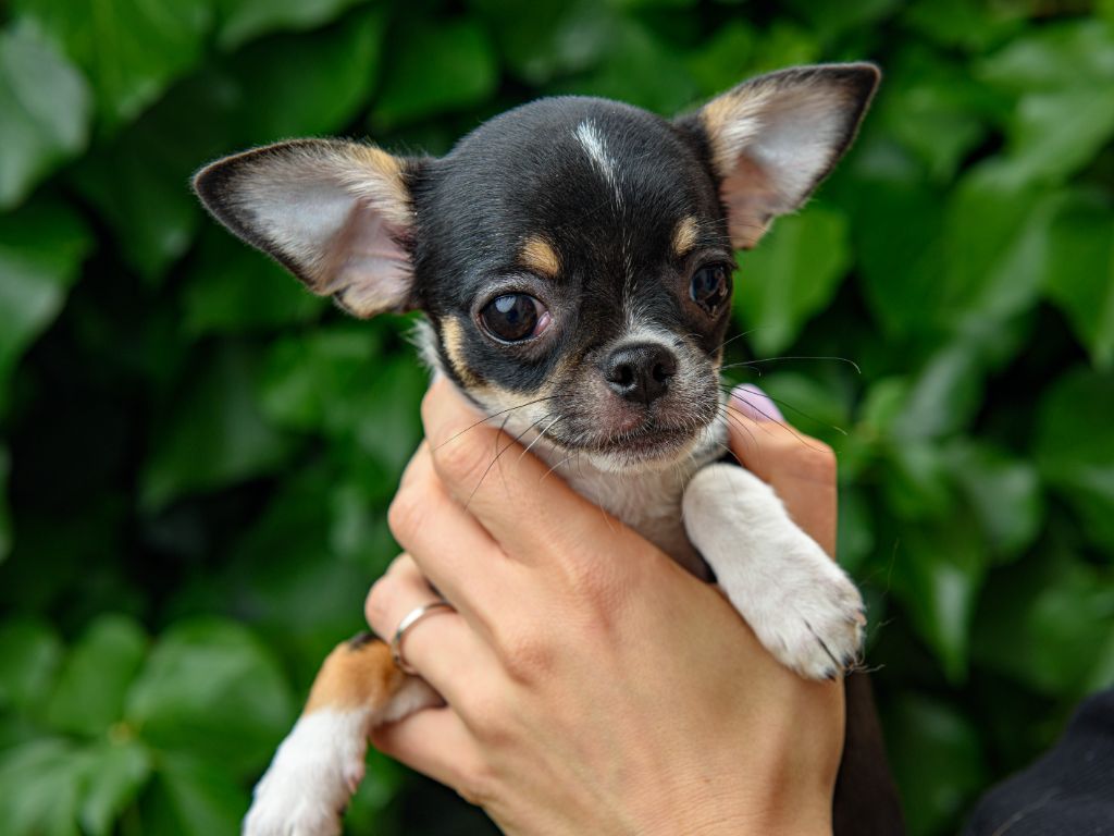 lookum - Chiots disponibles - Chihuahua