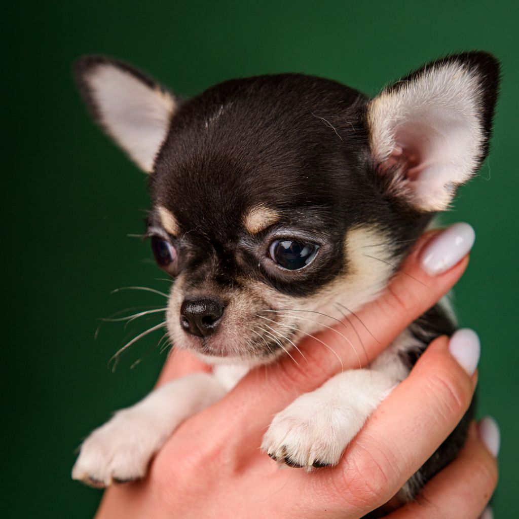 lookum - Chiots disponibles - Chihuahua