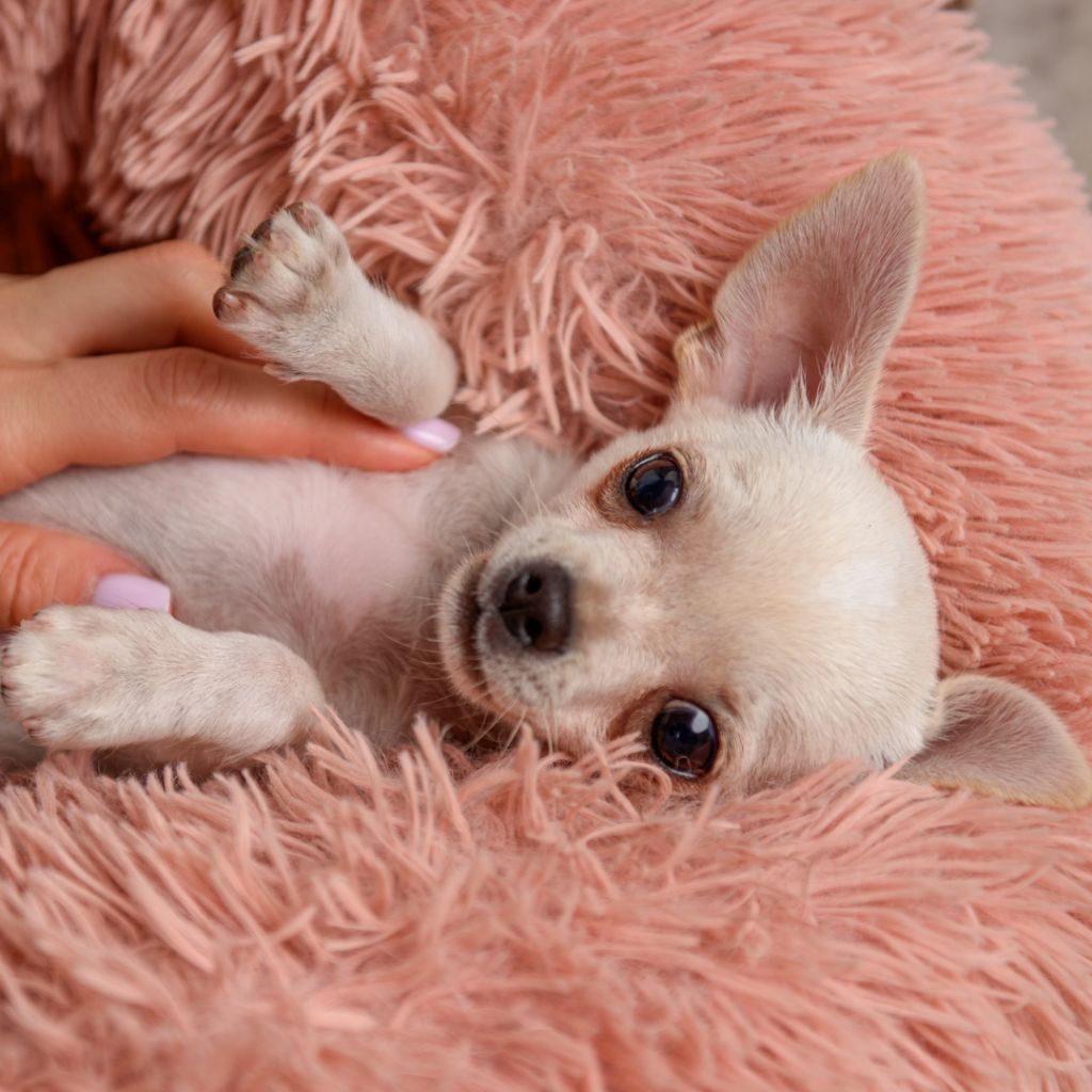 lookum - Chiots disponibles - Chihuahua