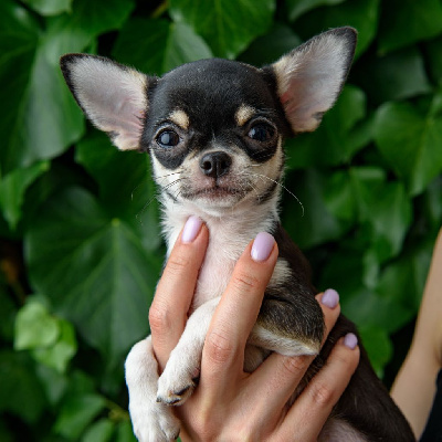 CHIOT 2