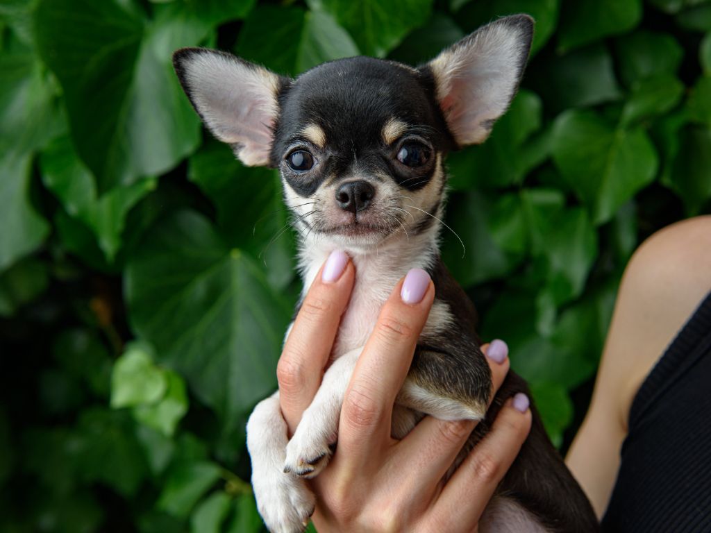 lookum - Chiots disponibles - Chihuahua