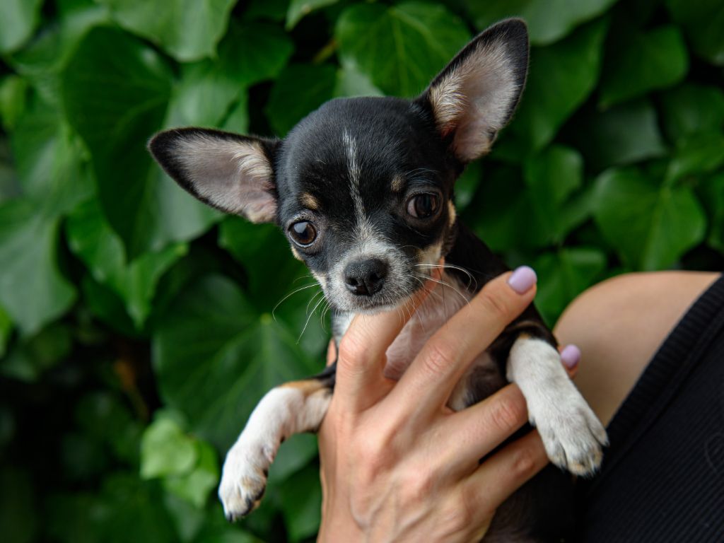 lookum - Chiots disponibles - Chihuahua